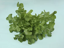 Load image into Gallery viewer, Green Oak Leaf Lettuce
